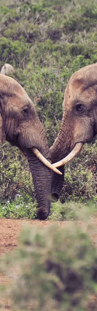 Naturparadies Botswana